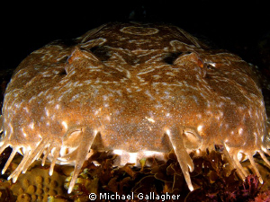 Close-up of a wobbegong shark, Byron Bay, Australia by Michael Gallagher 